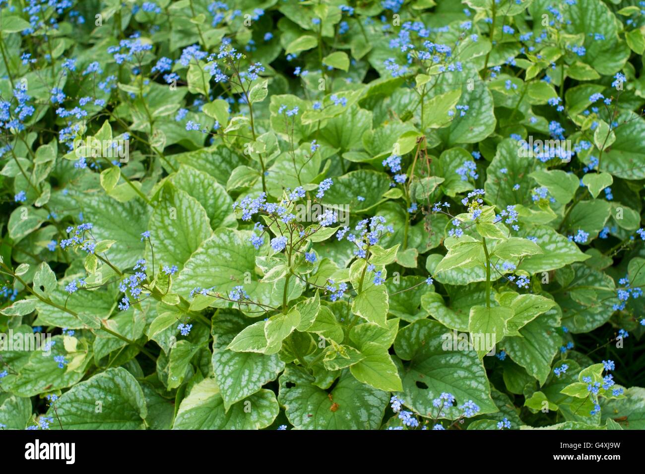 Brunnera Macrophylla - sibirischen Bugloss, "Silver Wings" Stockfoto