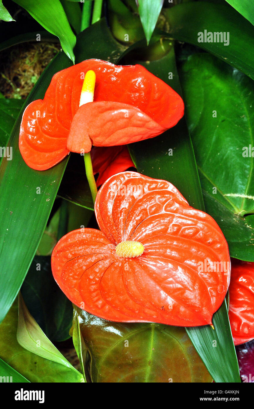 Anthurien sind Teil einer Ausstellung bei Kew's Tropical Extravaganza 2012. Stockfoto