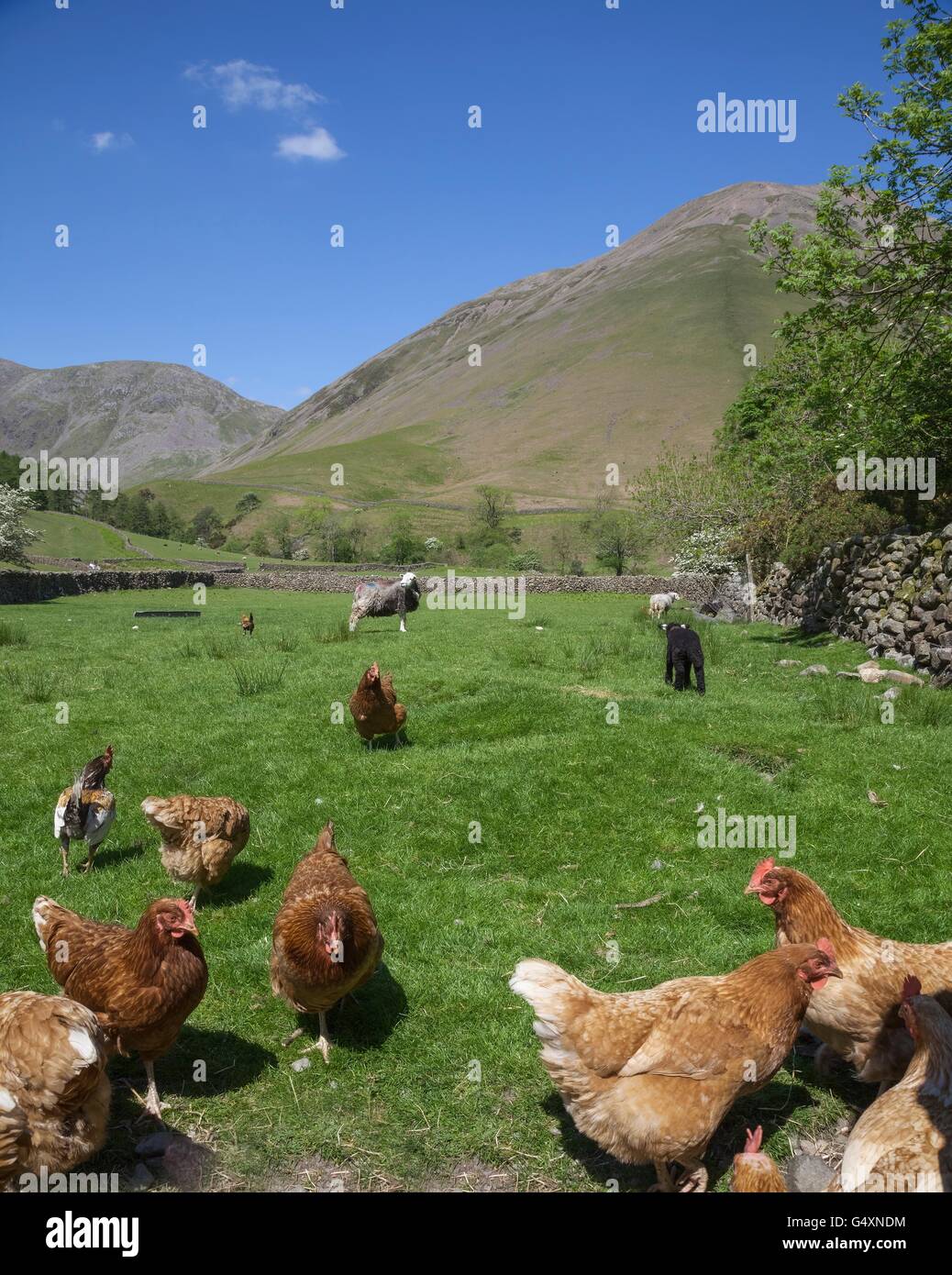 Hühner und Schafe an Wasdale Head, Wast Wasser, Lake District, Cumbria, England Stockfoto