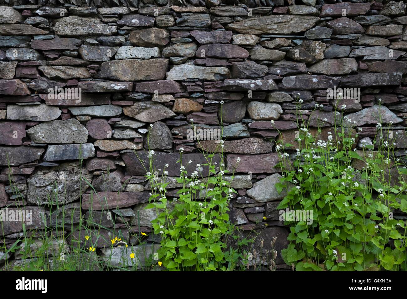 Cumbrian Wand mit Hedge Knoblauch Hintergrund, England Stockfoto