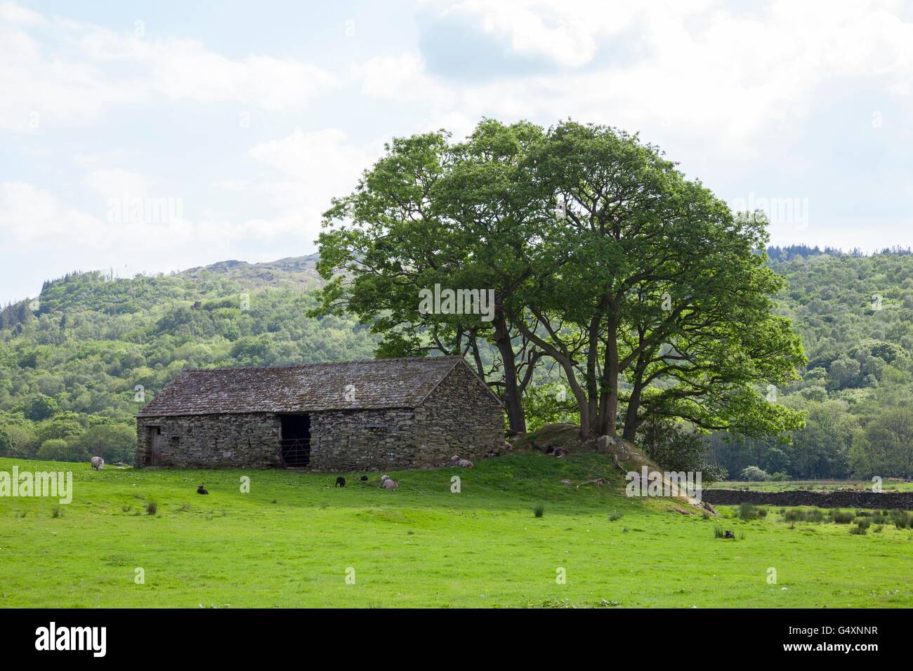 Alte Feld Scheune, Cumbria, England Stockfoto