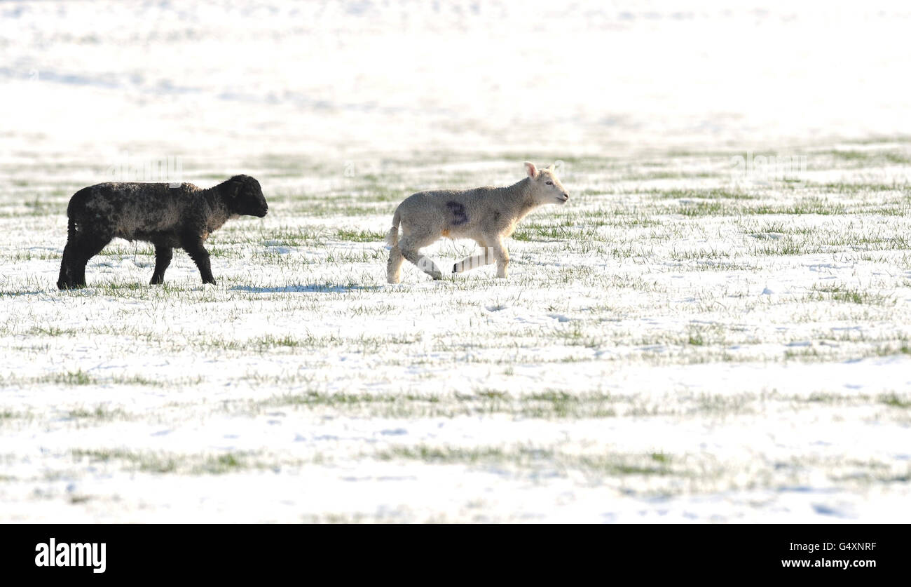 Winterwetter Feb 6 Stockfoto