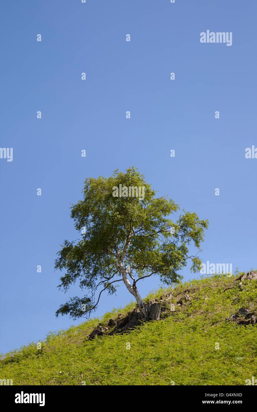Silver Birch Tree Hintergrund mit Platz für Kopie Stockfoto