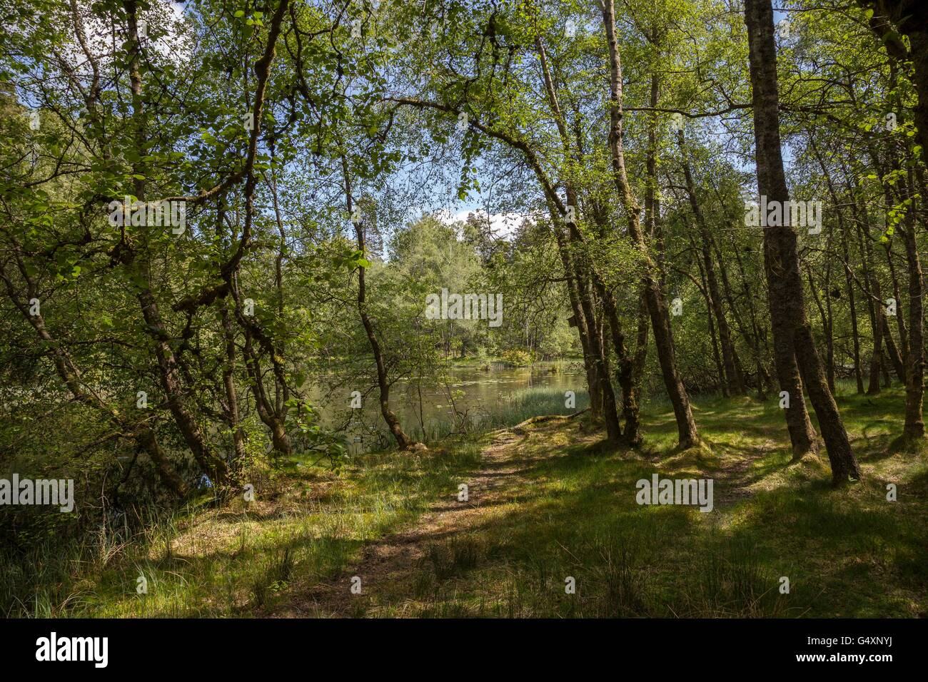 Frühholz an Tarn Hows, Cumbria, England Stockfoto