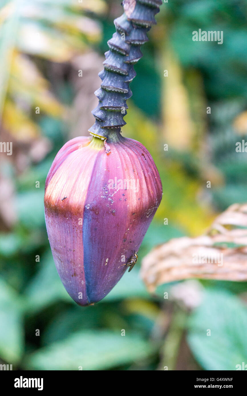 Indonesien, Bali, Tabanan, Lilane Blume in Pura Luhur Batukaru Stockfoto