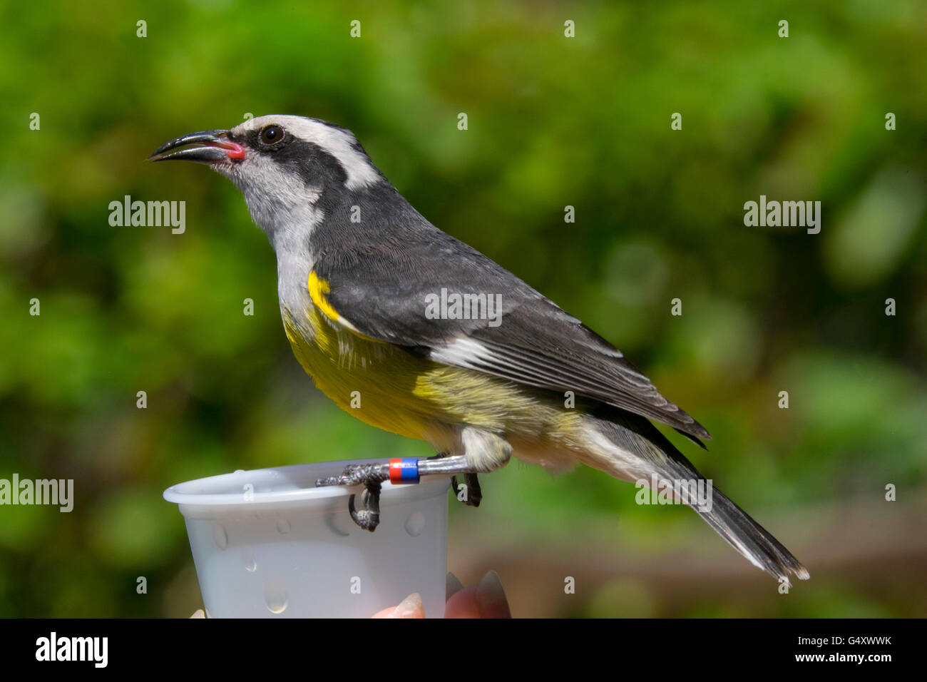 Gelbe und schwarze Vogel Fütterung im Nektar aus einer Tasse Stockfoto