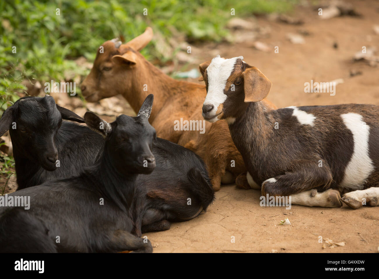 Ziegen sind in Kasese District, Uganda, Ostafrika aufgezogen. Stockfoto