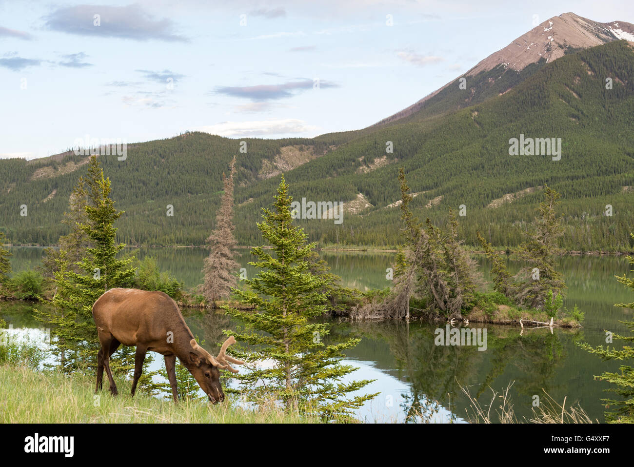 Kanada, Alberta, Jasper-Nationalpark, ein Reh am Rande der Straße Stockfoto