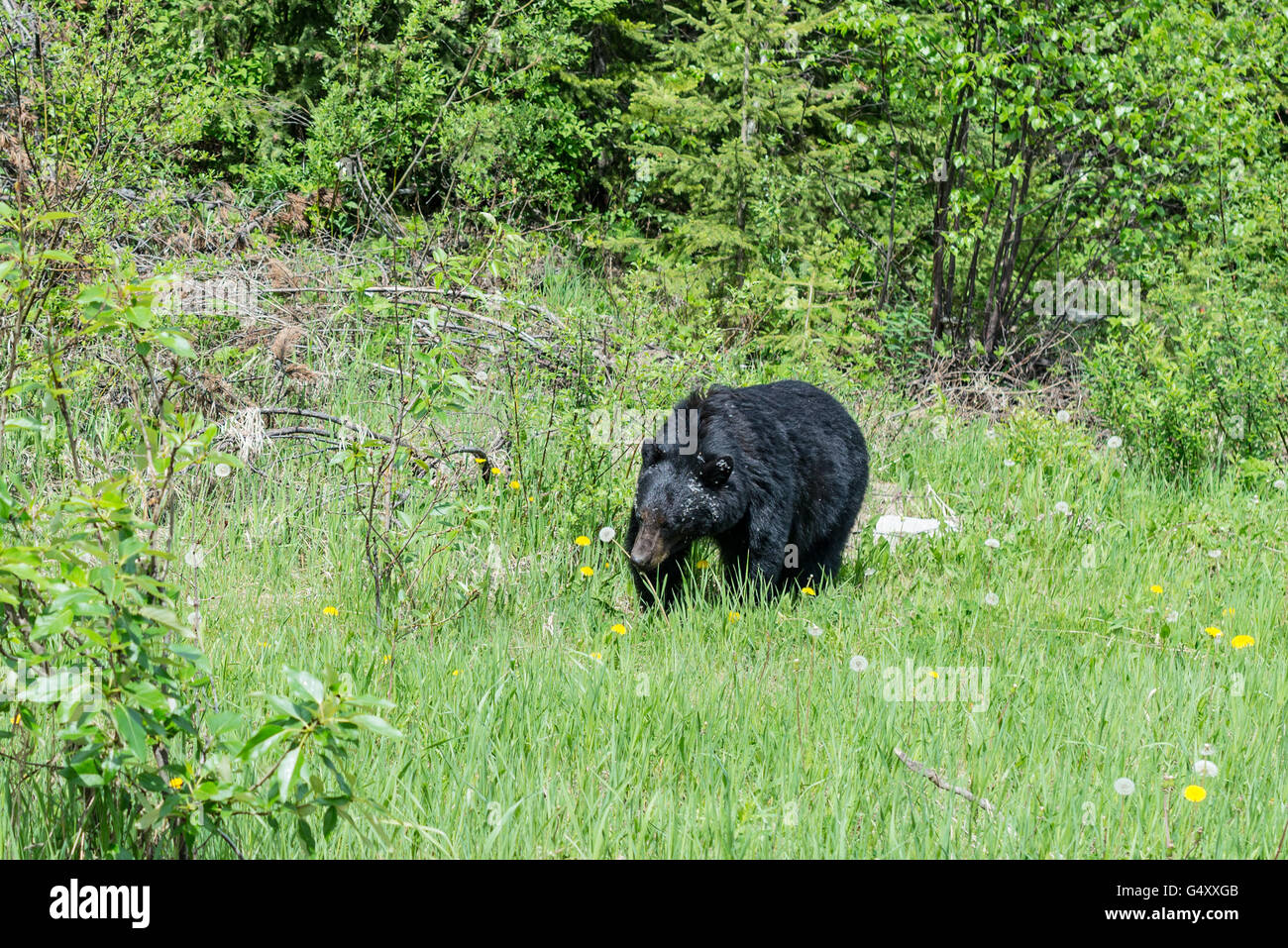 Kanada, Alberta, Jasper-Nationalpark, ein Bär Beweidung durch die Wildnis Stockfoto