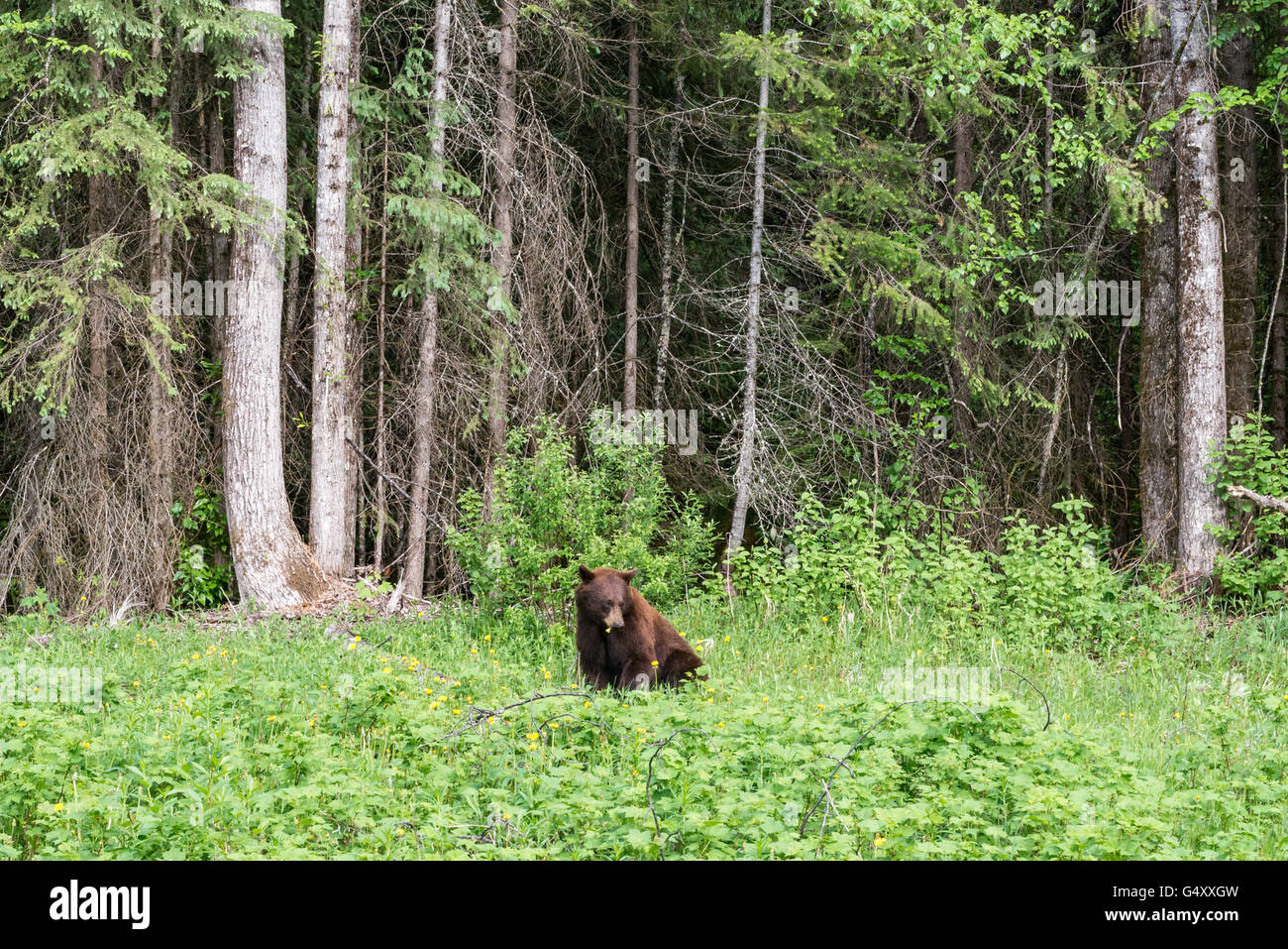 Kanada, Alberta, Jasper-Nationalpark, ein Bär Beweidung durch die Wildnis Stockfoto
