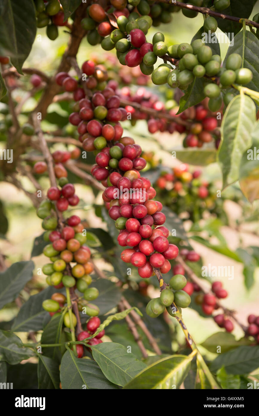 Frische Kaffeekirschen wachsen auf dem Baum in Kasese District, Uganda. Stockfoto