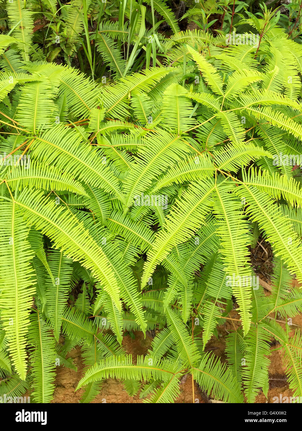 Malaysia, Pahang, neongrün Farn im Dschungel der Cameron Highlands Stockfoto