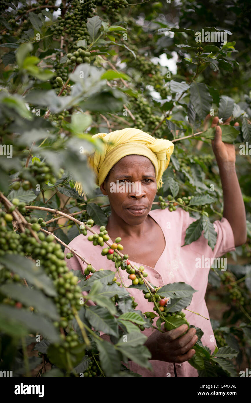 Eine Frau erntet Kaffee in Kasese District, Uganda, Ostafrika. Stockfoto