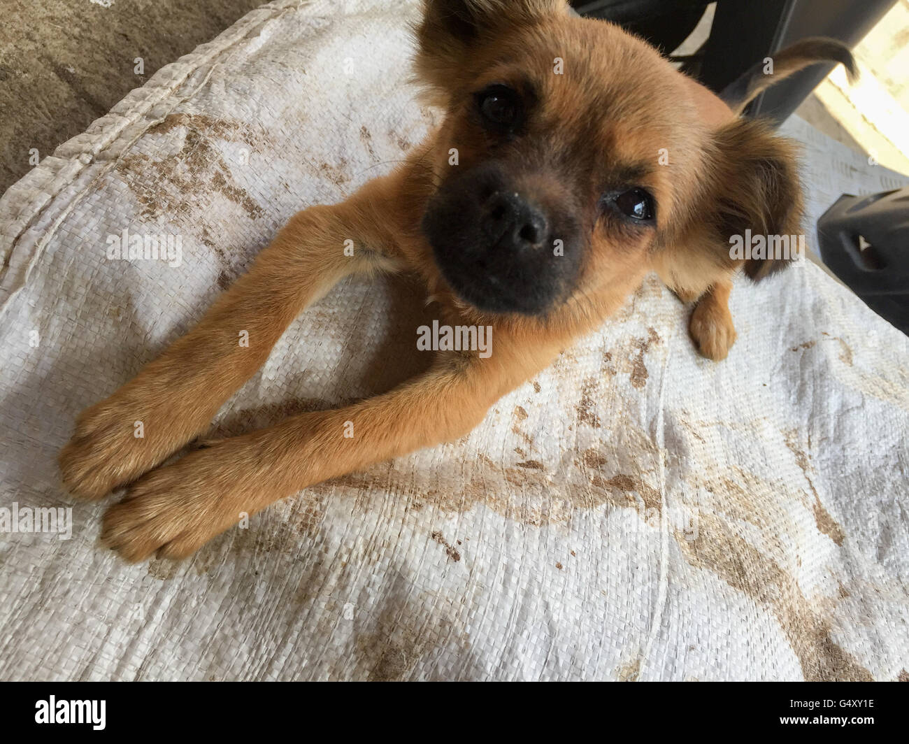 Indonesien, Bali, Tabanan, Welpen auf weißen Kunststoff-Flugzeug liegt Stockfoto