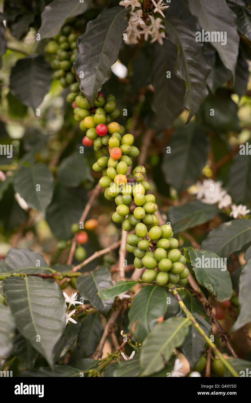 Frische Kaffeekirschen wachsen auf dem Baum in Kasese District, Uganda. Stockfoto