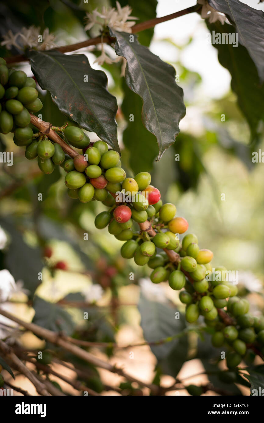 Frische Kaffeekirschen wachsen auf dem Baum in Kasese District, Uganda. Stockfoto