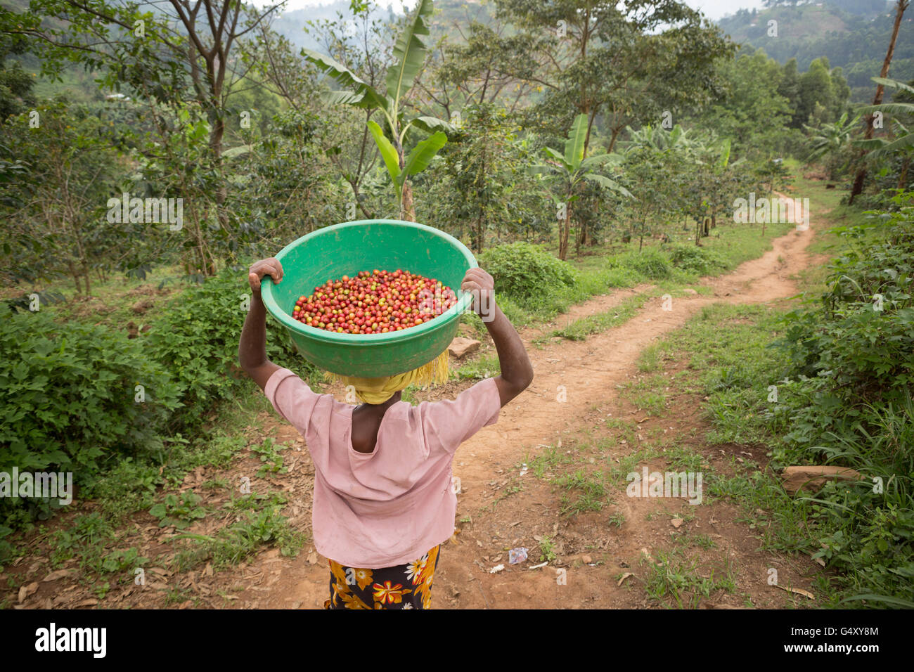 Frisch geerntete Kaffeekirschen sind in Uganda ein Landwirt Genossenschaft für Sortier- und Qualitäts-Kontrolle gebracht. Stockfoto