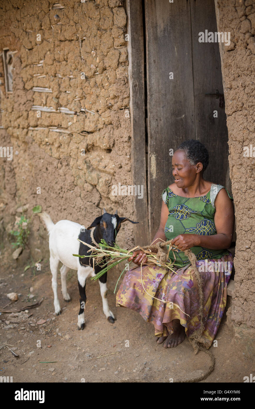 Ziegen sind in Kasese District, Uganda, Ostafrika aufgezogen. Stockfoto