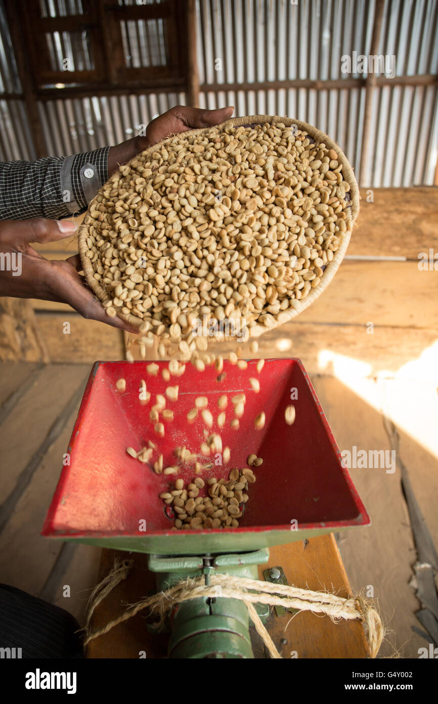 Ungerösteten Kaffee wird in einer Probe Huller in Kasese, Uganda, Ostafrika geschält. Stockfoto