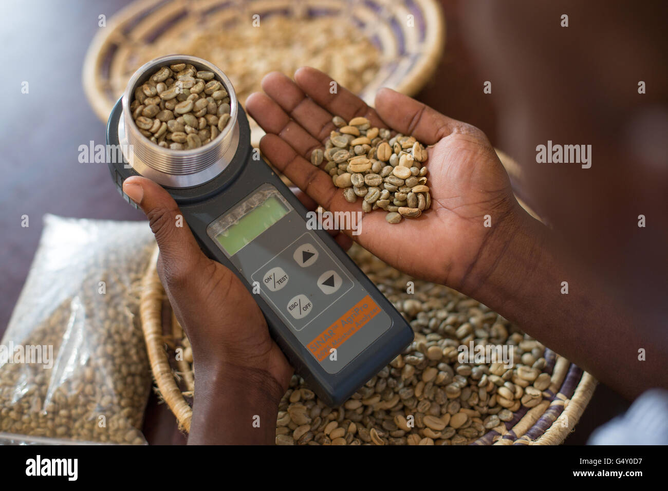 Eine Kaffee-Probe wird in ein Feuchtigkeitsmessgerät Inhalte in einem Kaffeeproduzent Lager in Kasese, Uganda gemessen. Stockfoto