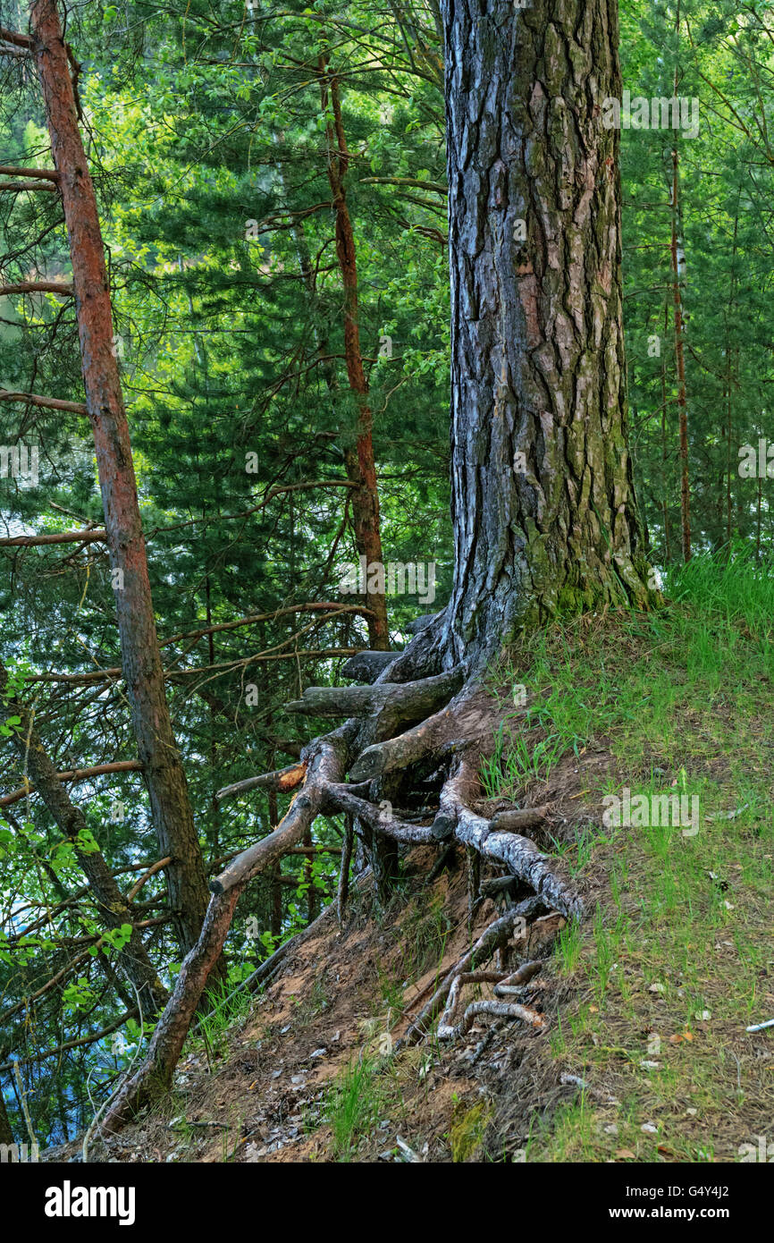 Die Wurzeln der Kiefern ragen aus der steilen Küste des Sees. Stockfoto