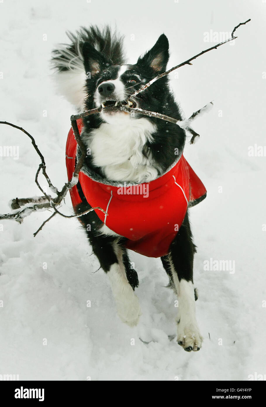 Der Hund Maisie spielt im Schnee in der Nähe des Spittals von Glenshee in Schottland, als Großbritannien durch die kälteste Nacht des Winters zitterte, so weit die Temperaturen in der letzten Nacht unter minus 12C gesunken sind und das Land sich auf bis zu 15cm Schnee vorbereitet hat. Stockfoto