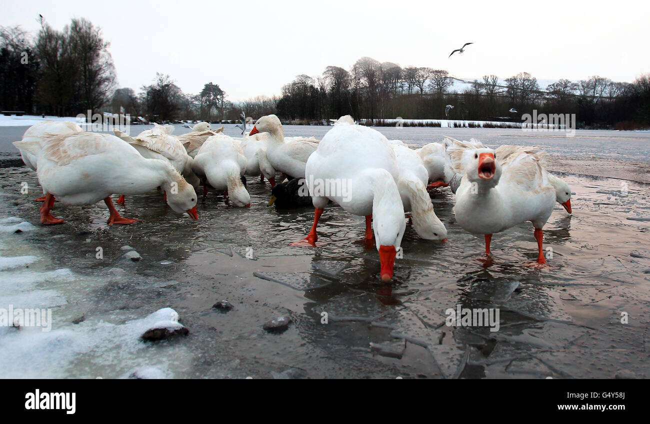Gänse ernähren sich in einem gefrorenen See in Johnstonebridge, Schottland, da ein großer Teil Großbritanniens zu einer Schneedecke aufwachte, nachdem der große Frost Deponien von bis zu 16 cm brachte, Flugzeuge geerdet und Straßen- und Bahnstörungen verursachte. Stockfoto