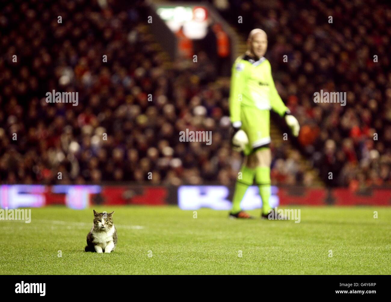 Fußball - Barclays Premier League - Liverpool / Tottenham Hotspur - Anfield. Eine Katze auf dem Spielfeld in Anfield Stockfoto