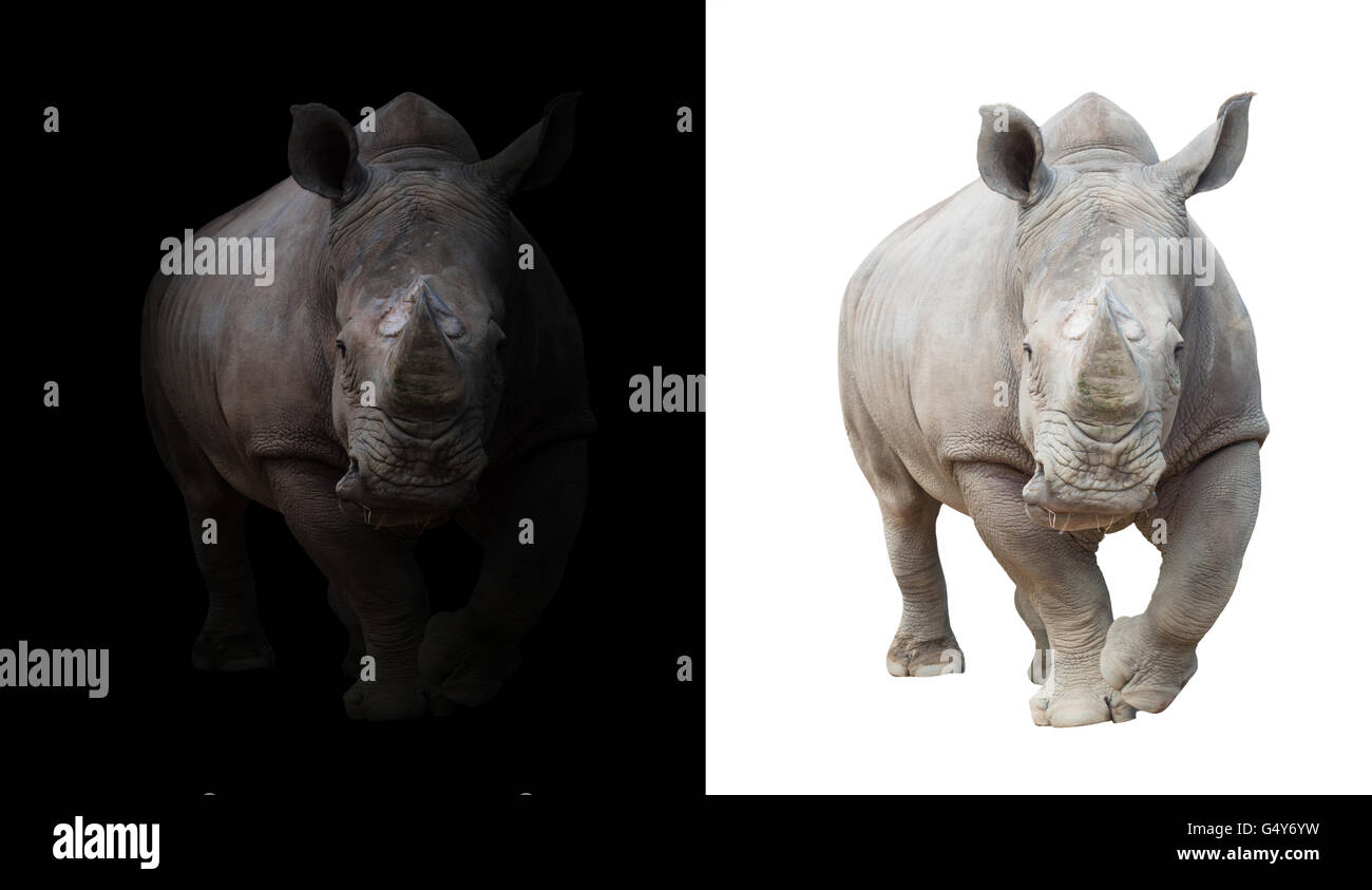 Breitmaulnashorn, Quadrat-lippige Rhinoceros in dunklen und weißen Hintergrund Stockfoto