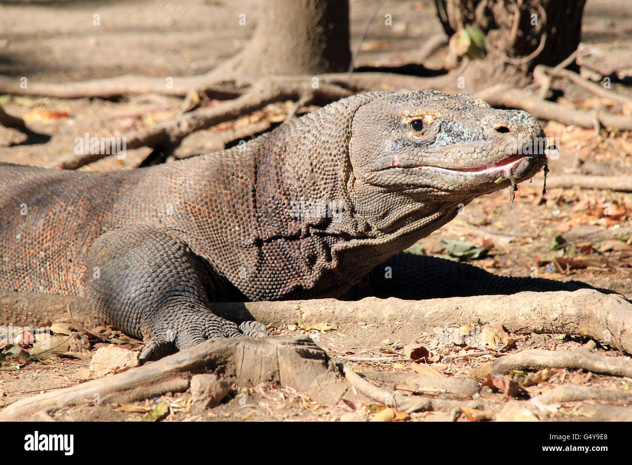 Komodo-Waran (Varanus Komodoensis) mit Mund sabbern. Rinca, Komodo National Park, Indonesien Stockfoto