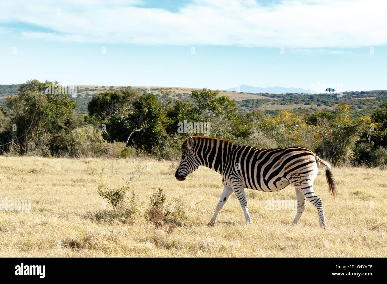 Ja, es ist groß - Zebra ist eine südliche Unterart des Ebenen Zebra. Es ist benannt nach dem britischen Entdecker und Naturforscher Willia Stockfoto