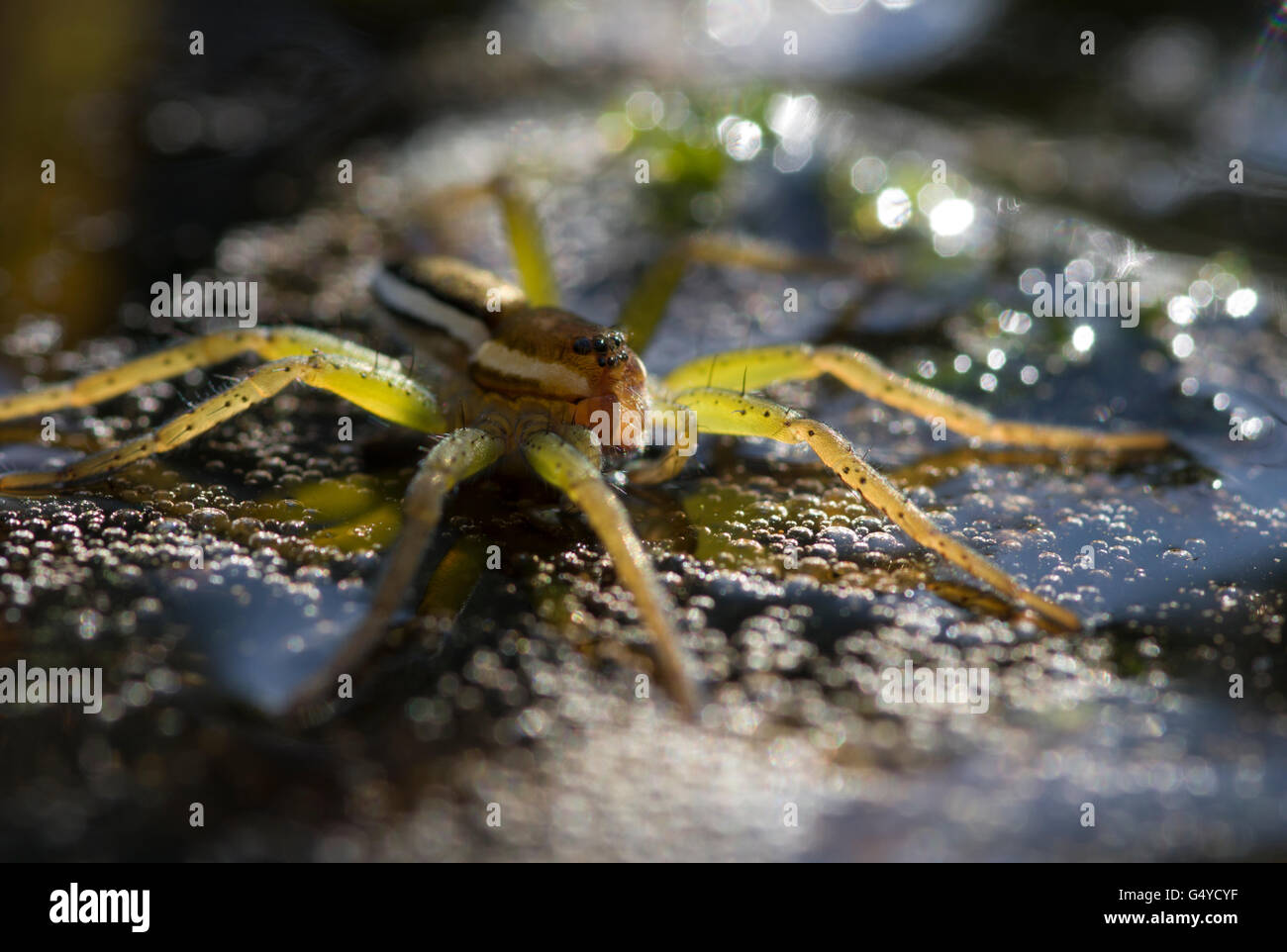 Weiße schwarze streifen spinne Fotos und Bildmaterial in hoher
