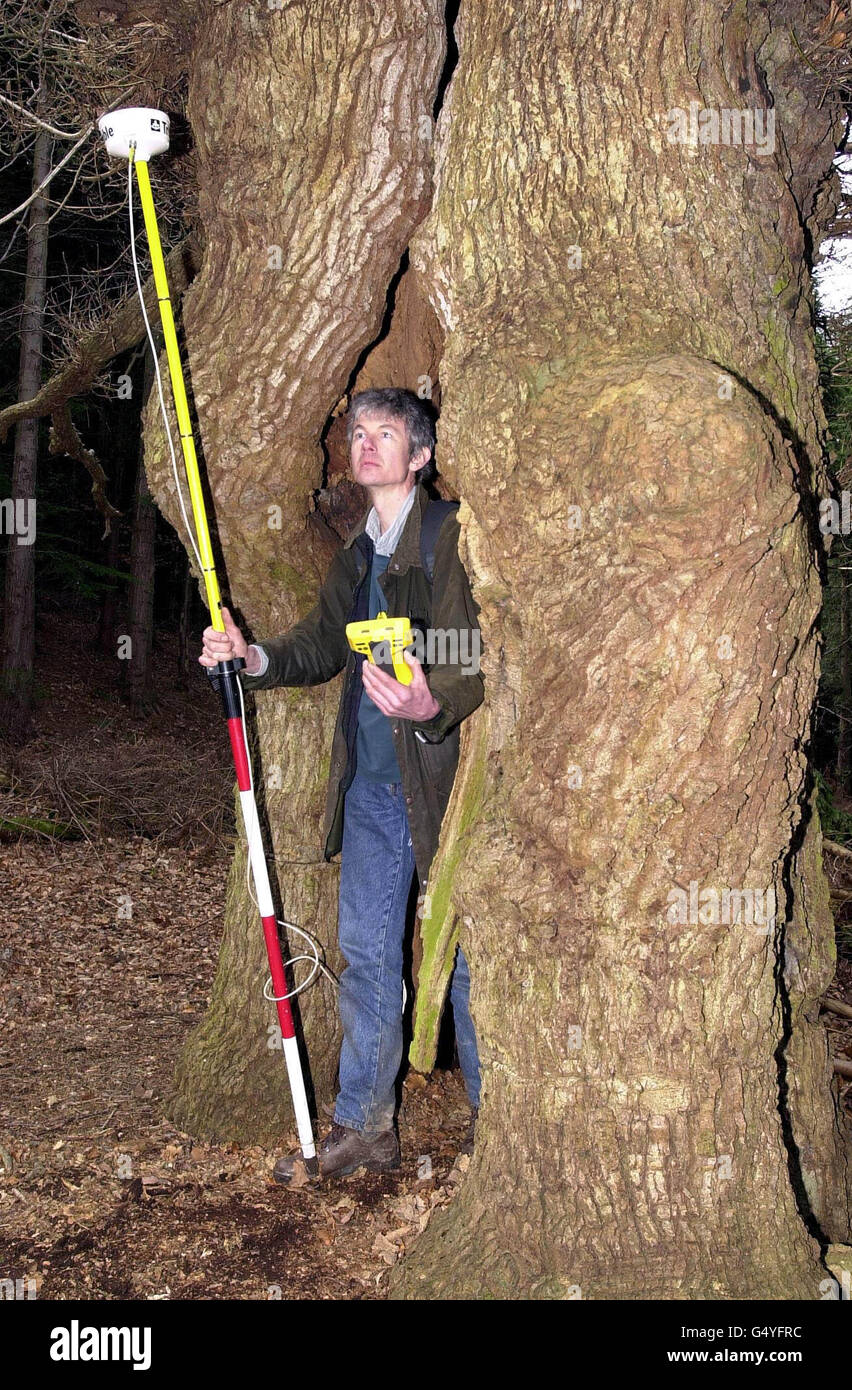 Alte Eichen treffen auf moderne Technologie, wie USA Military Satellites verwendet, um Cruise Missiles Ziel helfen, Bäume über 500 Jahre alt in einem Yorkshire Wald zu lokalisieren. * John Smith zeichnet die Position dieser 500 Jahre alten Eiche in der Nähe von Helmsley, mit einer mobilen Antenne und Computer, um seine Position mit dem Global Positioning System zu fixieren. Dies wird Fehler in bestehenden Karten zu entfernen und kann alte Eichen in den Wäldern im Inneren verloren zu finden. Stockfoto