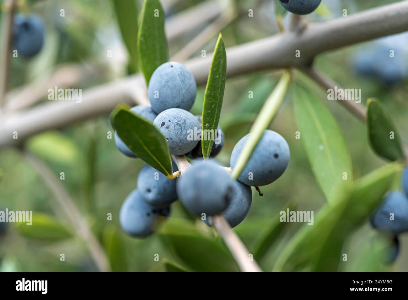 Oliven am Olivenbaum Stockfoto