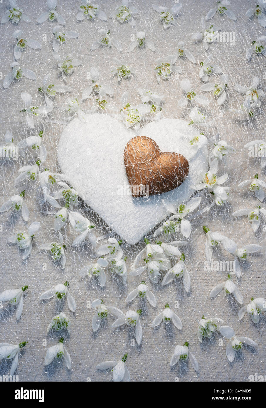 Zwei Herzen von Schneeglöckchen Blumen und alles bedeckt von einem Netz Schleier umgeben. Hintergrund von lackiertem Holz. Still-Leben Stockfoto