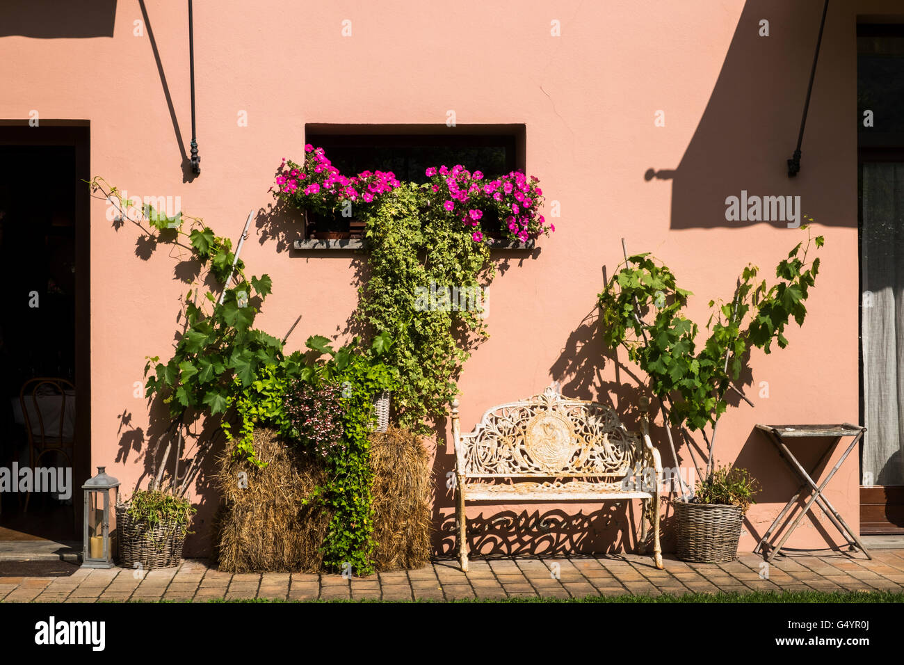 Die Pflanzen wachsen an der Wand der Locanda dei Cinque Cerri Restaurant und Gästehaus in Sasso Marconi, Italien. Stockfoto