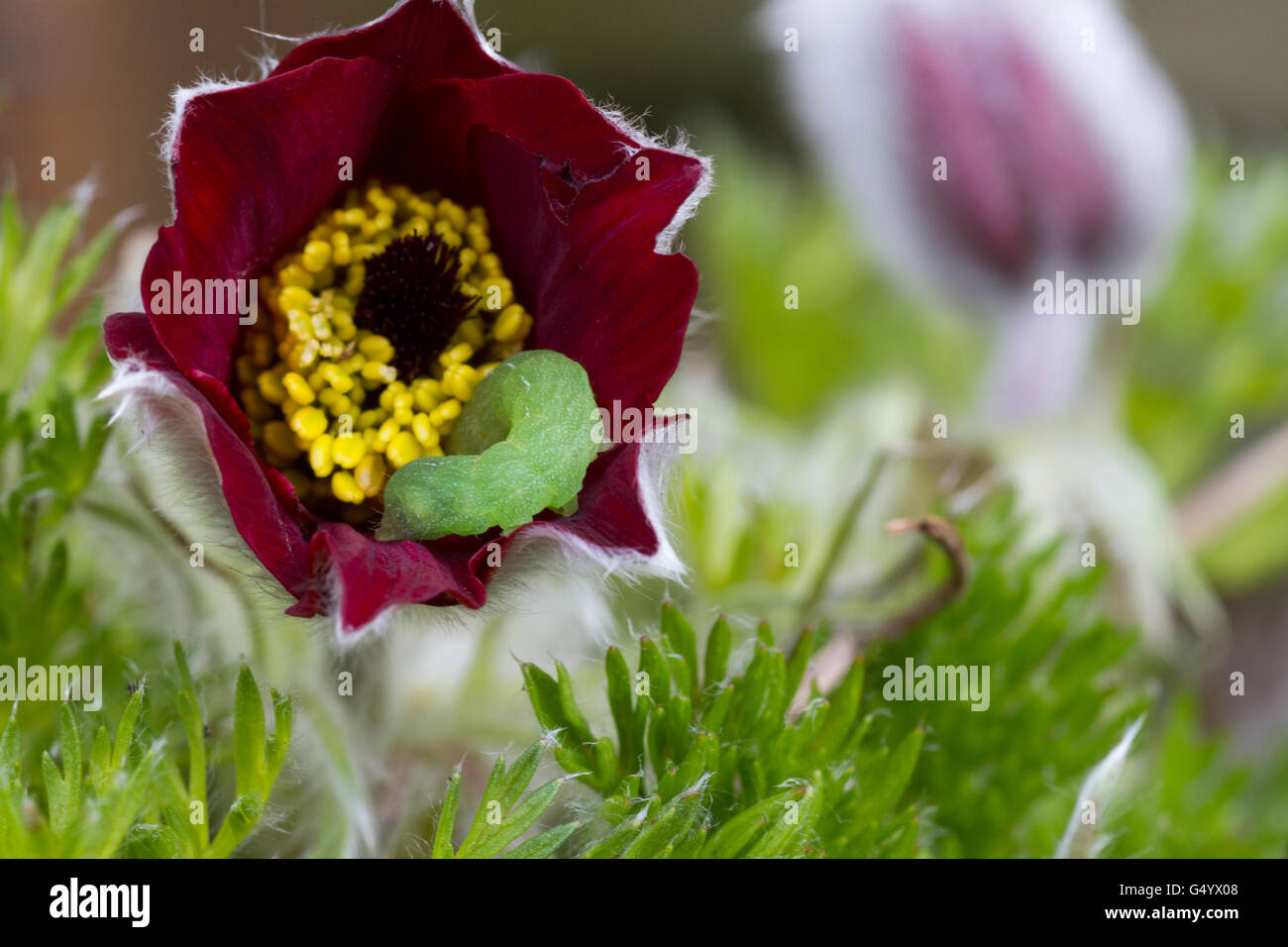 Grüne Raupe in rote Blume Stockfoto