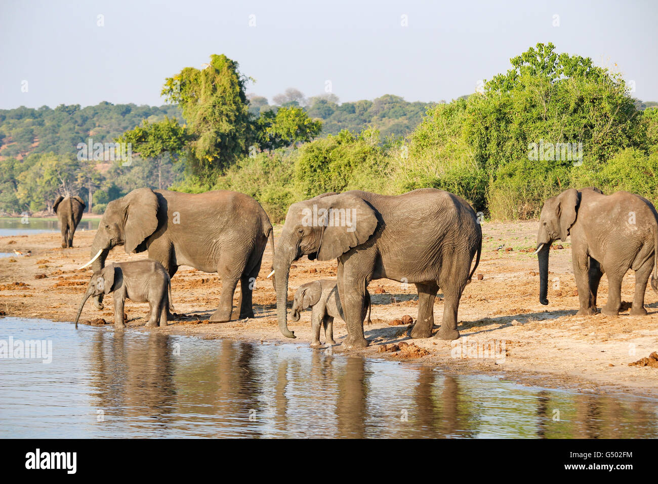 Botswana, Chobe National Park, Game Drive, Safari im Chobe Fluss, Elefantenfamilie am Flussufer in der Sonne. Stockfoto