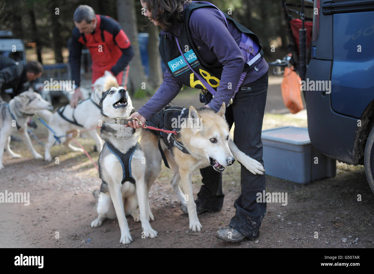 Wyedean Quest Schlittenhunde Stockfoto