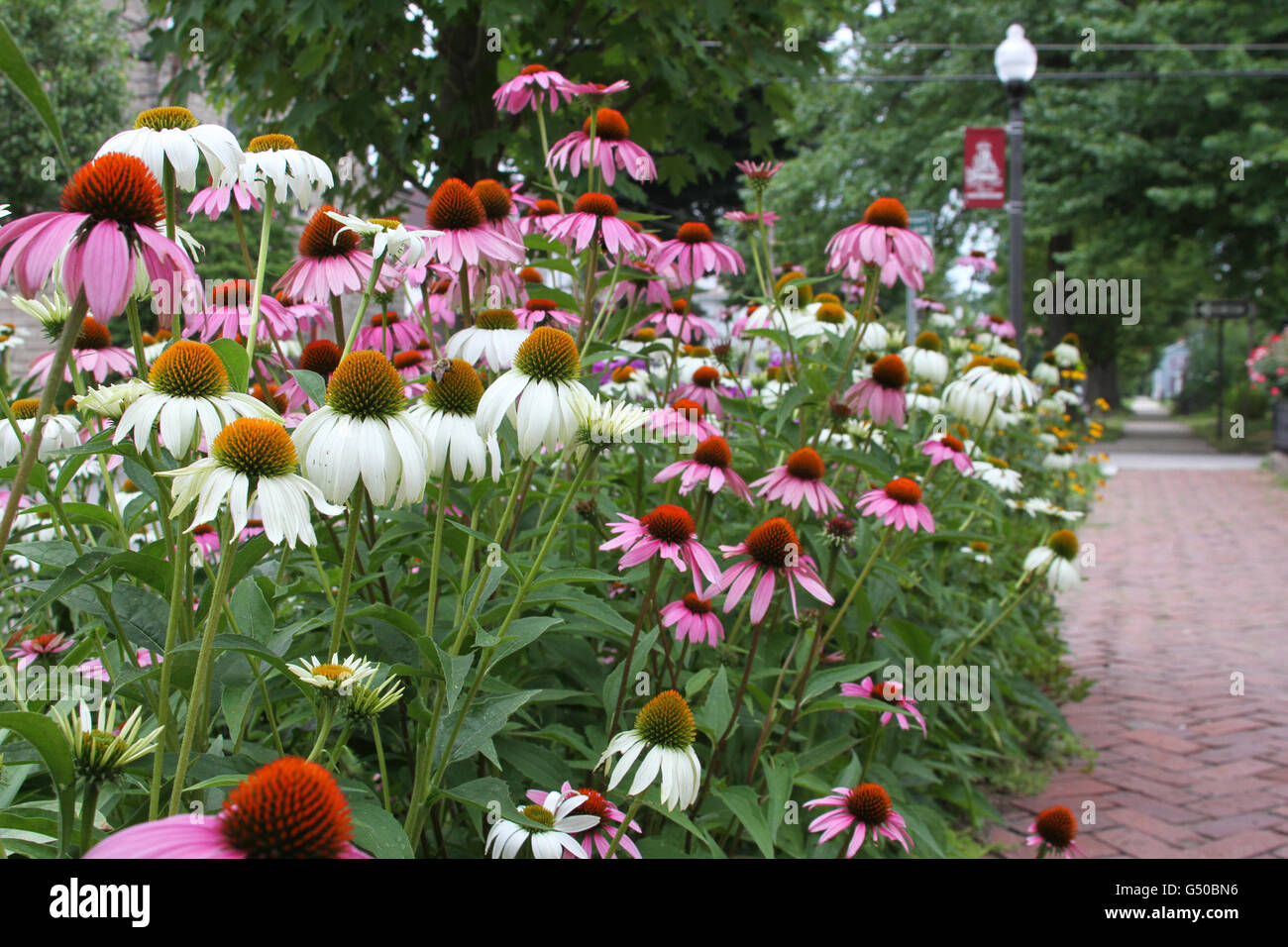 Stadt Garten voller Blumen lila und weißen Kegel mit einem Backstein Gehweg Stockfoto