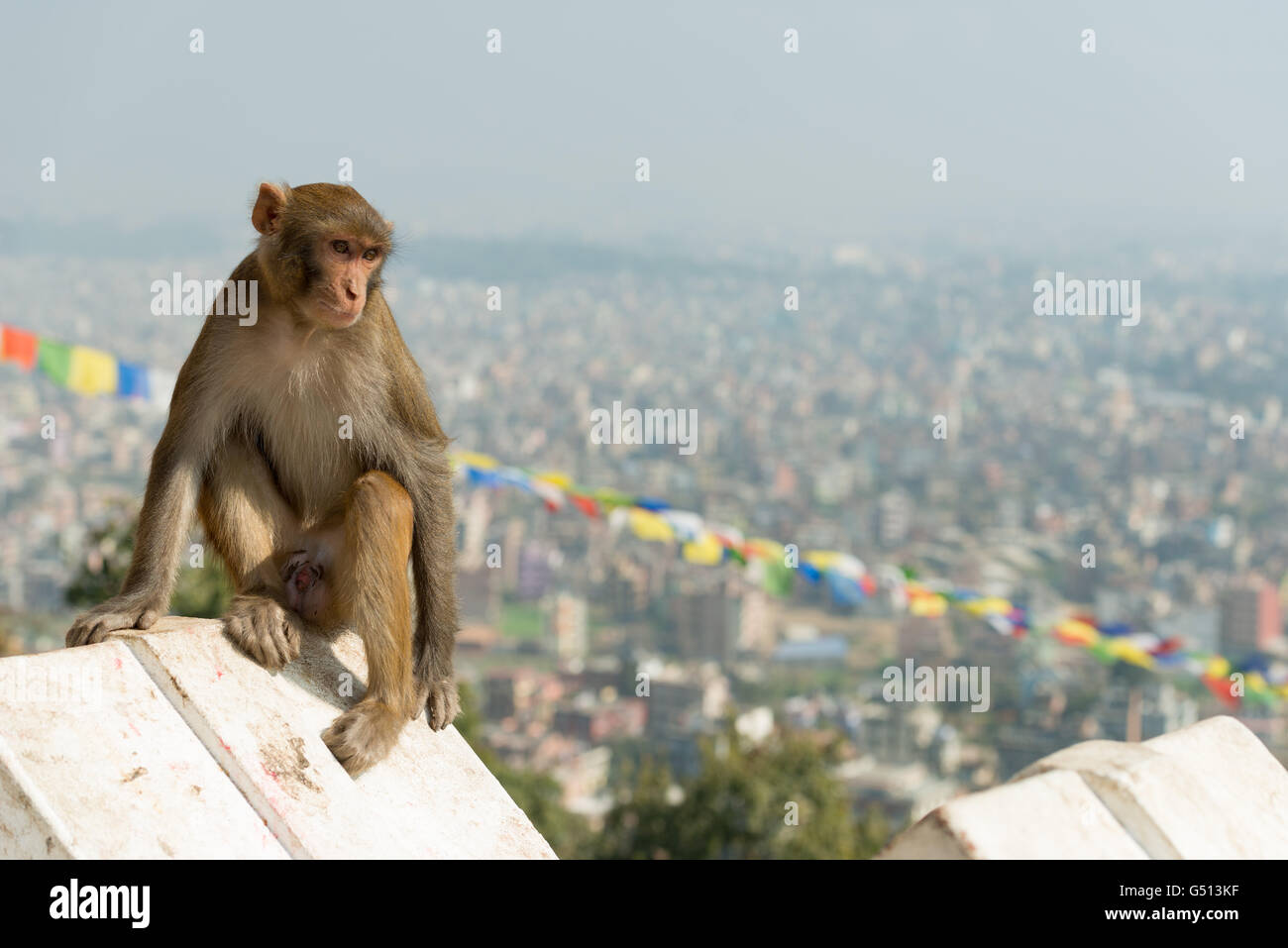 Nepal, Zentralregion, Kathmandu, Monkey posiert für Foto an der Stupa von Swayambhunath in Kathmandu Stockfoto