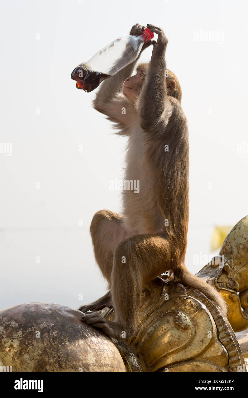 Nepal, Zentralregion, Kathmandu, Affe kämpft mit einer Flasche an der Stupa von Swayambhunath in Kathmandu Stockfoto