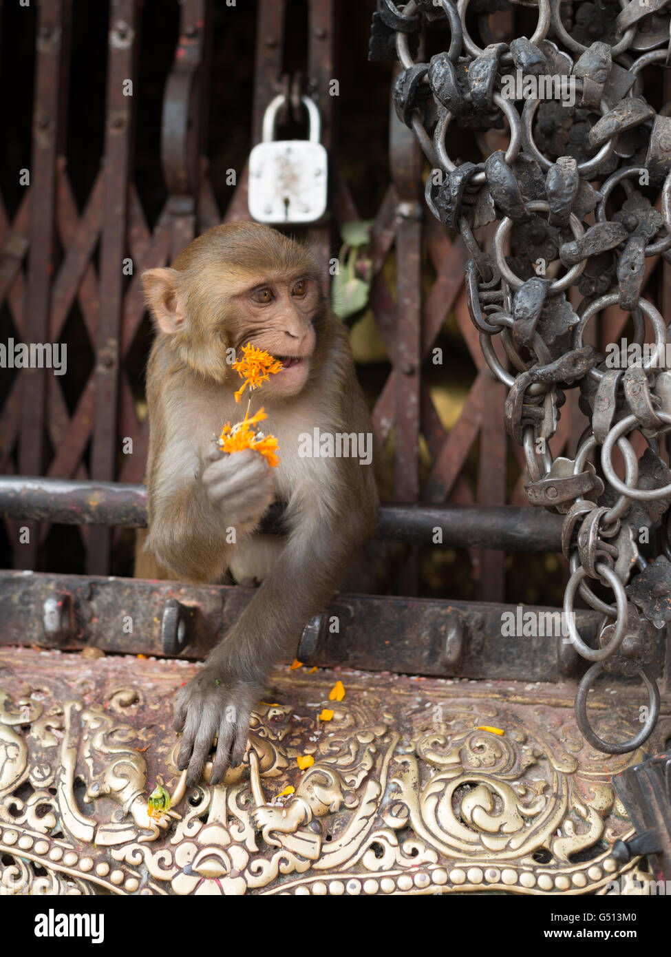 Nepal, Zentralregion, Kathmandu, Swayambhunath Tempel Affente Stockfoto