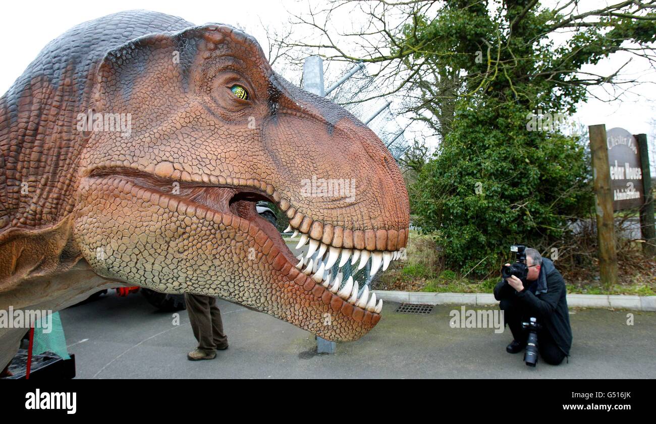 Ein Fotograf nimmt eine Nahaufnahme eines mechanischen Modells eines Tyranosaurus Rex auf, als er im Chester Zoo für den bevorstehenden Dinosaurs Bite Back! Die Ausstellung mit 19 „lebensähnlichen“ mechanischen Nachbildungen der Kreaturen, die vor 200 Millionen Jahren die Erde durchstreiften, wird am 1. April eröffnet. Stockfoto