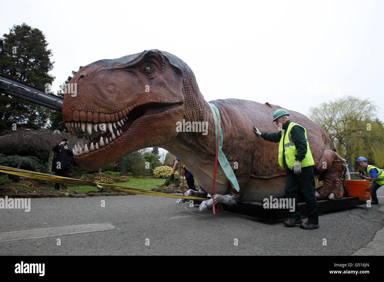 Ein mechanisches Modell eines Tyranosaurus Rex, kommt im Chester Zoo für die bevorstehende Dinosaurier Bite Back! Ausstellung mit 19 "lebensähnlichen" mechanischen Nachbildungen der Kreaturen, die vor 200 Millionen Jahren die Erde durchstreiften, die am 1. April eröffnet wird. Stockfoto