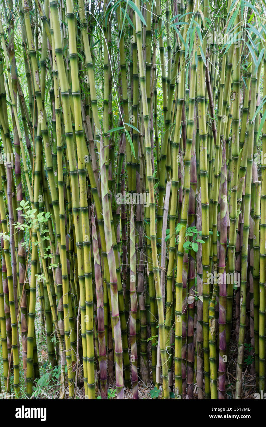 Alte und neue Stämme des riesigen Fuchsschwanz Bambus aus Chile, Chusquea gigantea Stockfoto