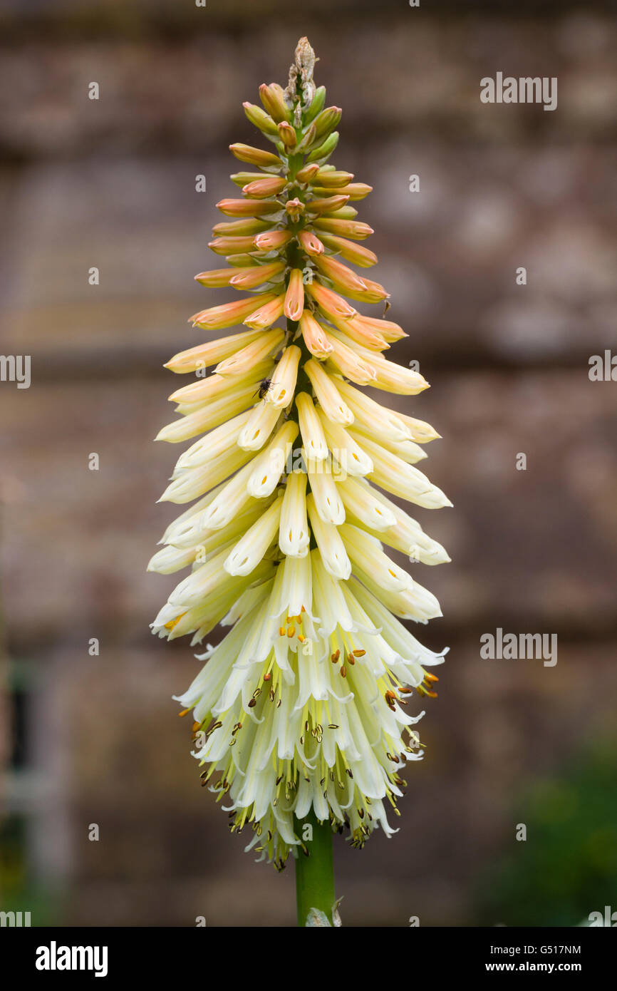 Braune Knospen öffnen sich zu weißen Blüten in der Hybrid rote heiße Poker, Kniphofia "Toffee Nosed" Stockfoto