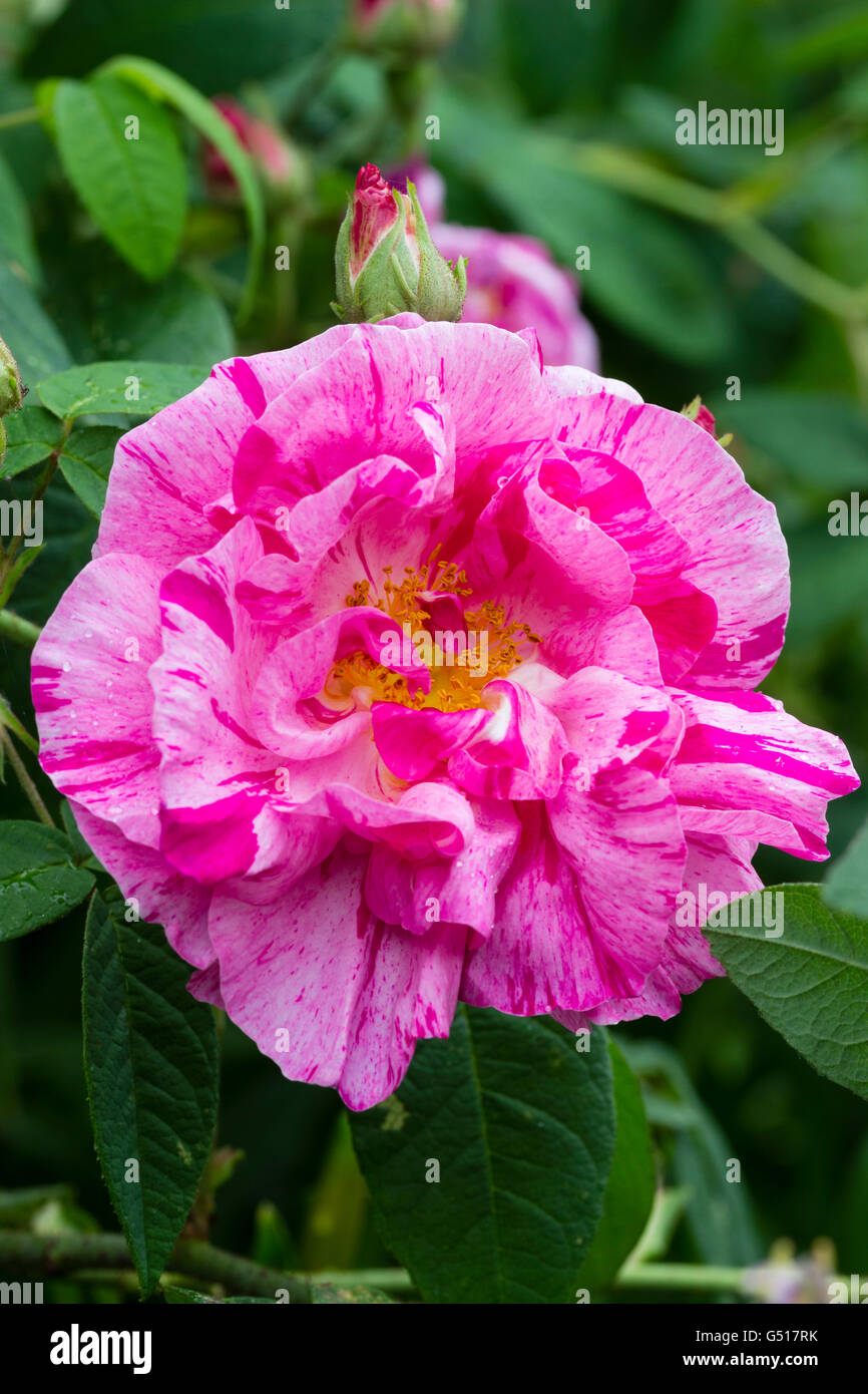 Weiß und rosa spritzte karminroten Blüten in Rosa Mundi, einer alten Gallica-Rose, Rosa Gallica 'Versicolor' Stockfoto