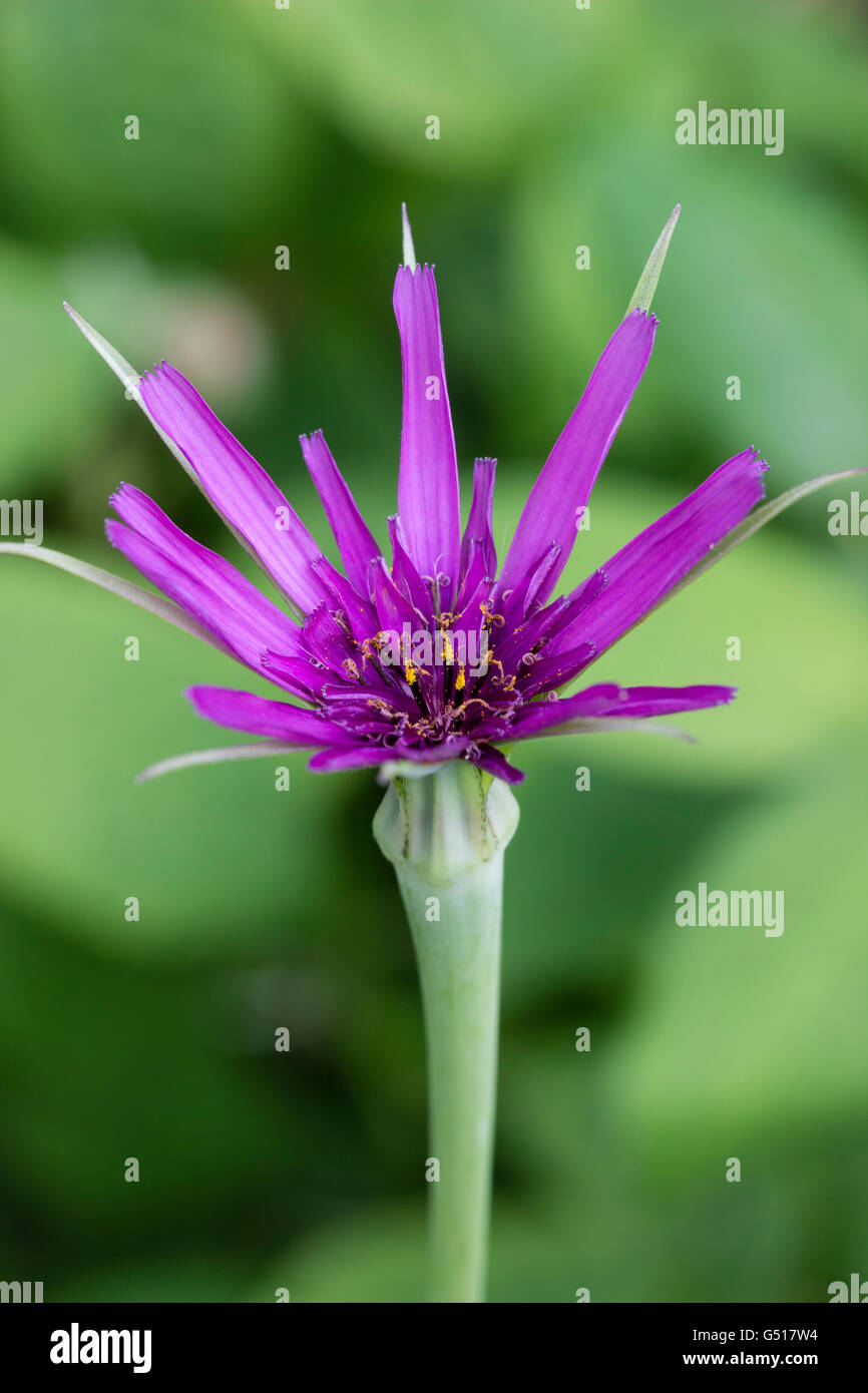 Nahaufnahme von einzelne Blume der Biennale Wurzelgemüse, lila Schwarzwurzeln, Tragopogon porrifolius Stockfoto