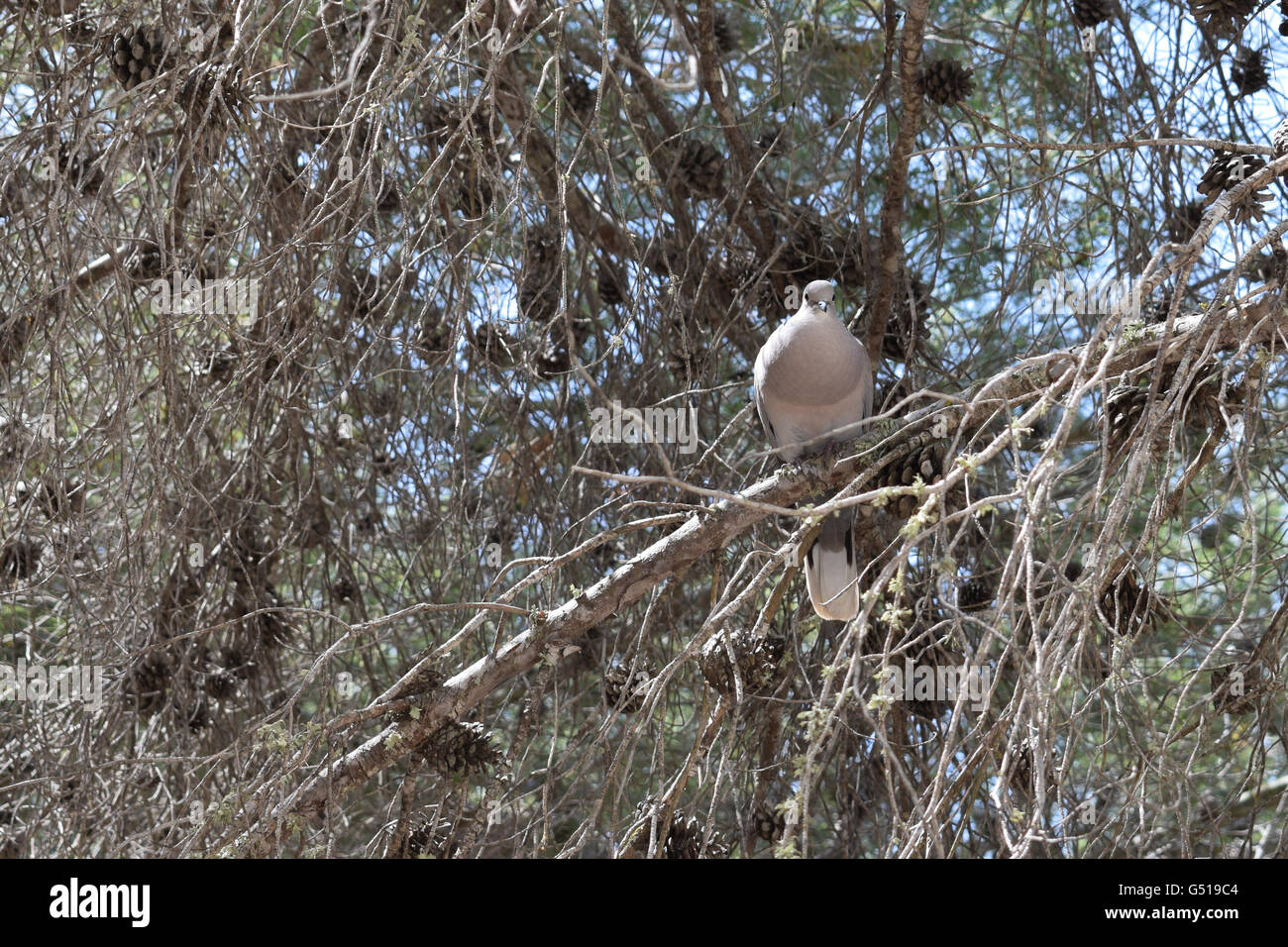 Collared Dove in einem Baum Stockfoto